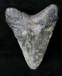 Tan Megalodon Tooth #19958-2